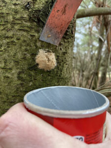 Carefully scraping spongy moth egg masses off trees and into a cup of soapy water will help to hold down caterpillar damage in 2025.