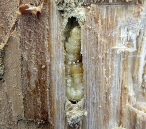 An emerald ash borer larva overwinters by curling into a J shape inside a channel in an ash tree in Brookfield in 2019.