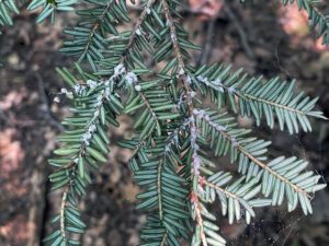 White fluff covers balsam woolly adelgids on the trunk of a fir tree.