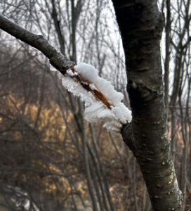 A photo of fluffy, white “hair ice” which has formed on a dead branch.