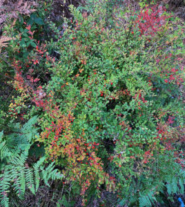 Originally planted as a garden ornamental, Japanese barberry can quickly escape cultivation and invade Wisconsin’s woodlands.