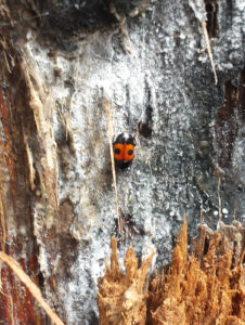 Closeup of a beetle from the Nitulidae family feeding on a tree. The beetles are a primary source of the spread of the fungal disease oak wilt.