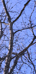 Phomopsis galls are plentiful on branches of a 120-year-old red oak tree in Clark County, Wisconsin, in 2024.