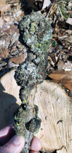 A close-up of a branch from a red oak tree in Clark County showing a phomopsis gall.