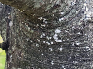 Tiny balls of wool cover each pine bark adelgid insect on the bark of a white pine tree.