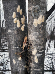 Spongy moth egg masses spend the winter on tree trunks in Iron County. in February 2024.