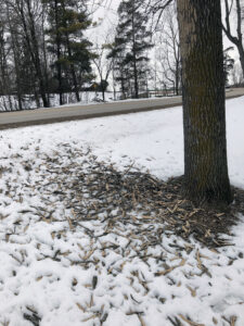 Photo of ash bark lying on the snow beneath a heavily “flecked” ash tree at Sheboygan Marsh County Park.