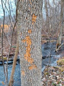 A photo of an ash tree next to a park trail in Winnebago County showing damage from woodpeckers feeding on EAB larvae beneath the bark.