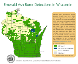 A January 2025 map of Wisconsin showing emerald ash borer infestations.