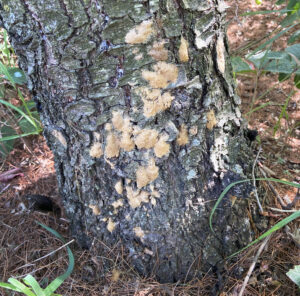 A photo showing many egg masses at the base of a tree on the Kettle Moraine State Forest – Southern Unit in August 2021.