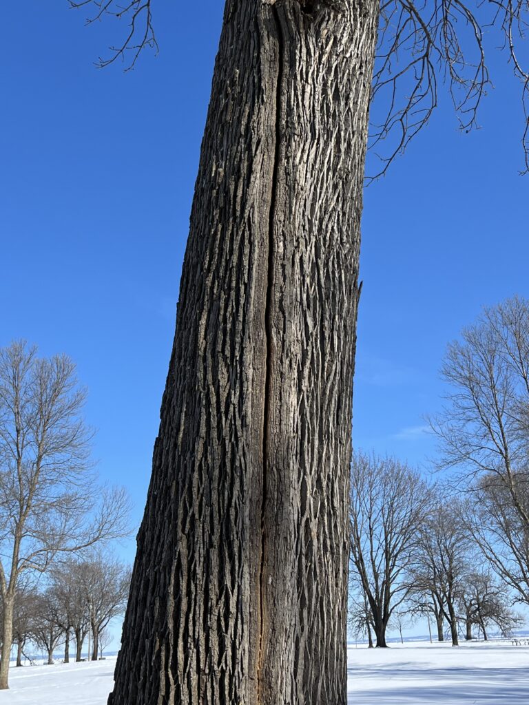 tree with frost crack