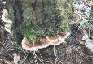 Photo of a tree showing fruiting bodies of Heterobasidion root disease at its trunk.