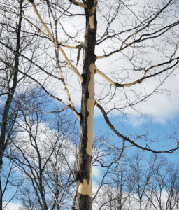 Photo showing that squirrels have removed significant amounts of bark from a maple tree's trunk to get at the tasty cambium layer underneath.