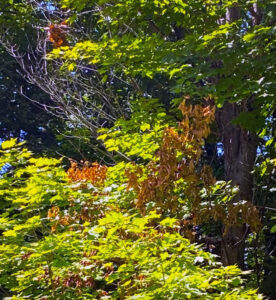 Photo showing partially girdled tree branches, damaged by squirrels in late winter. They may leaf out normally but die when hot dry days require more water movement than the damaged branch can handle.