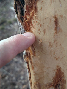 Photo showing squirrel tooth marks on a tree. Squirrel tooth marks are small and look like narrow scratches where the animals have removed the tree’s bark.