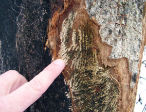 Photo showing porcupine damage on a tree trunk. Porcupine teeth are larger than squirrel teeth, and they leave larger scrape marks as they remove tree bark.