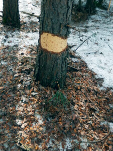 Photo showing a red pine tree where porcupines removed large chunks of bark and dropped them to the ground as they fed.