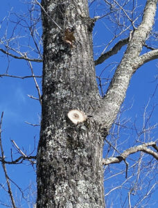 A photo of an oak tree with a branch that has been pruned, but not treated with protective paint to prevent infection with oak wilt.