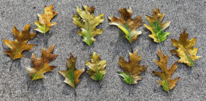 A close-up photo of oak leaves from a tree that has been infected with oak wilt.