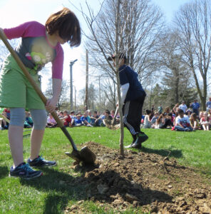 A pohoto showing a girl using a shovel to finish the planting of a tree during a school Arbor Day celebration in Watertown.
