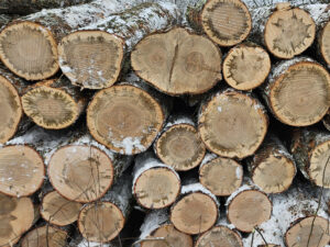 Photo showing staining, in the shape of a many-pointed star, evident in the cut ends of silver maple logs.