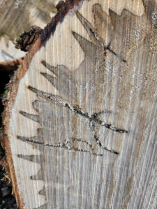 Close-up photo showing a cross-section of a silver maple log showing how Columbian timber beetles have bored into the tree and introduced staining around the holes.