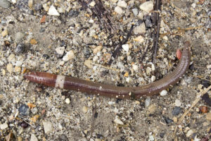 A photo of an invasive jumping worms showing a light-colored clitellum when most worm species have a raised, pink clitellum.