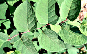 Closeup photo showing that the leaves of Japanese knotweed have a spade-like shape and are squared off at the base.