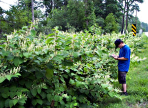 A roadside photo showing how quickly species in the knotweed complex can grow and create large infestations.