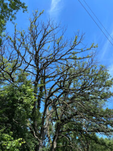 Photo of a declining oak near Whitewater Lake in the Kettle Moraine State Forest - Southern Unit in Walworth County in July 2024.