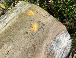 Closeup photo of a firewood log at Kettle Moraine State Park-Southern Unit carrying two spongy moth egg masses.