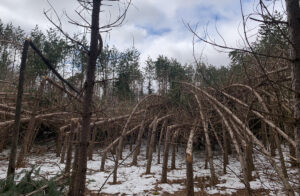Photo of young red pine trees bent over and flattened by the weight of ice and snow. after an ice storm.