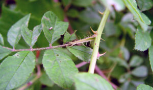 Photo showing invasive multiflora rose has distinct backward-curving thorns and fringed stipules (where the leaf stem meets the stalk) that make it recognizable.