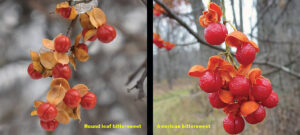 Side-by-side photos showing that invasive round leaf bittersweet (left) and the native species American bittersweet (right) have similar appearances. Berries grow all along the stems of the invasive, while larger berries grow only at the tips of stems on the native species.