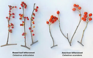 Side-by-side photos showing invasive round leaf bittersweet (left) and the native species American bittersweet (right) have similar appearances. Berries grow all along the stems of the invasive, while larger berries grow only at the tips of stems on the native species.