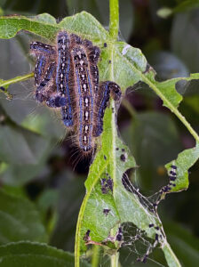 A close-up photo showing forest tent caterpillar larvae displaying gregarious behavior and feeding on a tree leaf.