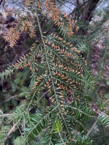 A photo showing hemlock needles affected by winter desiccation that have started browning at the needle tips and moving inward, sometimes killing the entire needle.