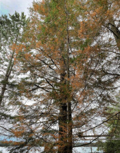 A wide view showing a severely affected hemlock with more than 50 percent needle browning due to winter desiccation.