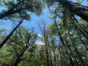 A wide-angle photo showing an oak tree in the center that died rapidly from oak wilt during the summer of 2024.