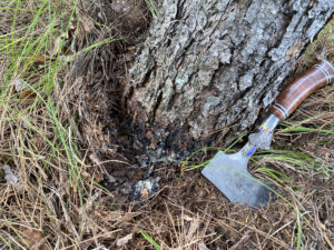 A photo shows a closer look at the base of a tree being attacked by pine root collar weevil, showing blackened, pitch-soaked dirt around the base of the tree.