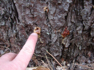 A close-up photo showing pitch blobs near the base of a red pine, indicating attack by red turpentine beetle.