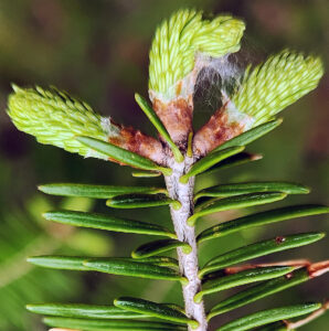 A close-up photo showing young spruce budworm larvae beginning to feed as buds break, causing the new growth to crook where feeding damage occurs. Webbing is also common.