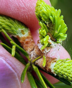 A close-up photo showing that by pulling apart the webbing on a spruce branch to examine new growth, a tiny, brown spruce budworm caterpillar can sometimes be found using its black head to feed within the expanding buds.