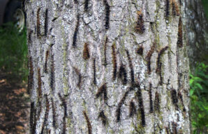 A photo of a tree trunk showing spongy moth caterpillars killed by nucleopolyhedrosis virus (NPV) hang in an inverted “V” orientation; caterpillars killed by the fungus Entomophaga maimaiga hang vertically.