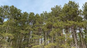 Wide-angle photo of a red pine tree stand in Wisconsin.