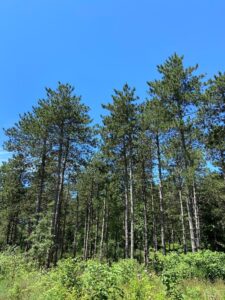 Photo of a stand of tall red pine trees in Wisconsin