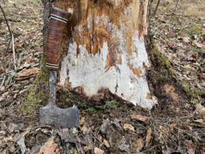 A photo showing that after bark has been removed from a declining white spruce, the white mycelial mat of Armillaria can be seen under the bark.