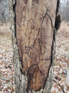 A photo showing that after bark has been removed from a long-dead tree, black shoestring rhizomorphs of armillaria are exposed.