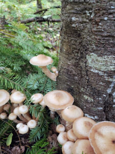 A photo of honey mushrooms growing at the base of a declining balsam fir that had been stressed by multiple years of defoliation from spruce budworm.