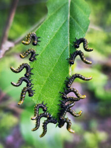 A closeup photo showing that while feeding on a white birch leaf, dusky birch sawfly larvae raise into an S shape when a potential predator is noticed.